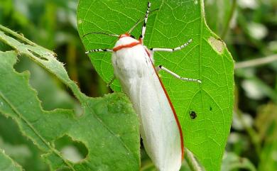 Aloa lactinea (Cramer, 1777) 紅緣燈蛾