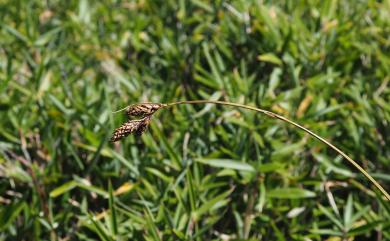 Carex atrata L. 南湖扁果薹