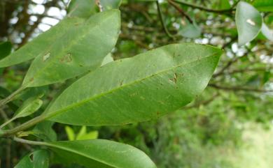 Garcinia multiflora Champ. ex Benth. 恆春福木