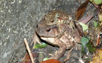 Bufo bankorensis Barbour, 1908 盤古蟾蜍