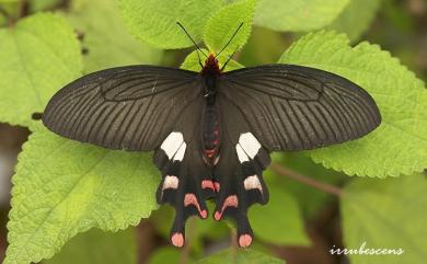 Byasa polyeuctes termessus 多姿麝鳳蝶