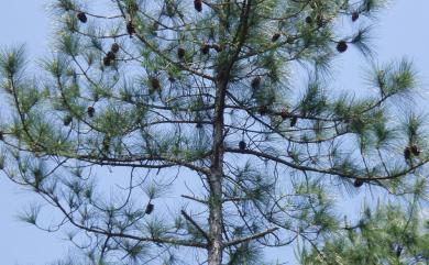 Pinus massoniana D. Don 馬尾松