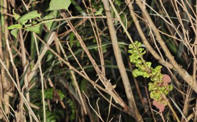 Persicaria chinensis (L.) H. Gross 火炭母草