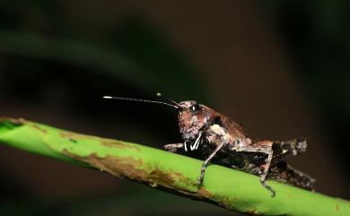 Traulia ornata ornata Shiraki, 1910 林蝗