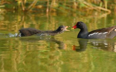 Gallinula chloropus chloropus (Linnaeus, 1758) 紅冠水雞