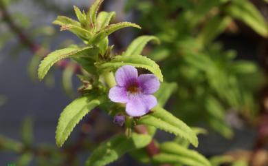 Limnophila aromatica (Lam.) Merr. 紫蘇草