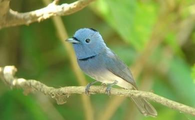 Hypothymis azurea oberholseri Stresemann, 1913 黑枕藍鶲