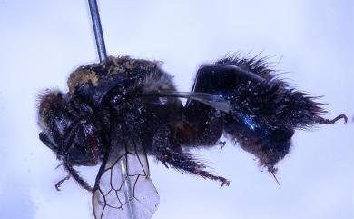 Ctenoplectra chalybea Smith, 1857 藍櫛距蜂