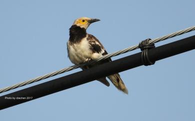 Gracupica nigricollis Paykull, 1807 黑領椋鳥