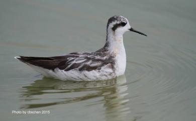 Phalaropus lobatus (Linnaeus, 1758) 紅領瓣足鷸