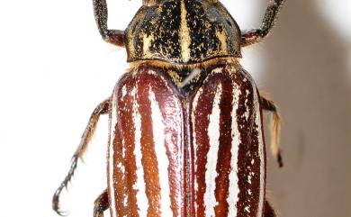 Polyphylla taiwana (Sawada, 1950) 臺灣白條金龜