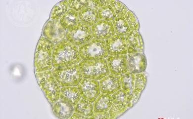 Cololejeunea trichomanis (Gottsche) Steph. 單體疣鱗蘚