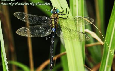 Anax nigrofasciatus nigrofasciatus 烏帶晏蜓