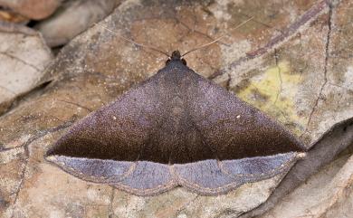 Hadennia hisbonalis (Walker, [1859] 1858) 雙分紫衫裳蛾