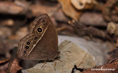 Mycalesis mucianus zonatus Matsumura, 1909 切翅眉眼蝶