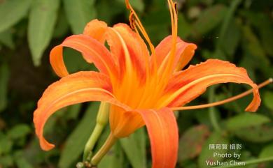 Hemerocallis fulva var. aurantiaca (Baker) M.Hotta 橙萱