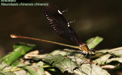 Neurobasis chinensis chinensis (Linnaeus, 1758) 綠翅珈蟌