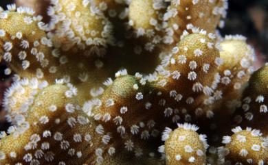 Lobophytum catalai Tixier-Durivault, 1957 卡達葉形軟珊瑚