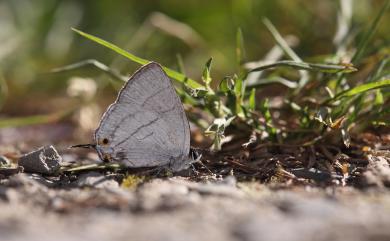 Teratozephyrus arisanus (Wileman, 1909) 阿里山鐵灰蝶