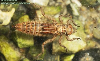 Asiagomphus pacificus (Chao, 1953) 雙角春蜓
