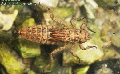 Asiagomphus pacificus (Chao, 1953) 雙角春蜓