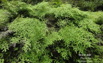 Dicranopteris tetraphylla (Rosenst.) C.M.Kuo 蔓芒萁