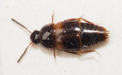 Tachinus taichungensis Compbell, 1993