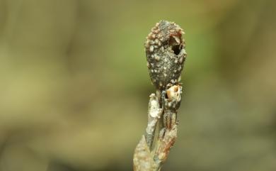 Gastrodia clausa T.C.Hsu, S.W.Chung & C.M.Kuo 閉花赤箭