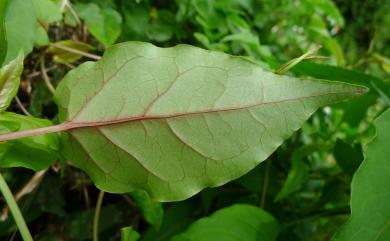 Fallopia multiflora 臺灣何首烏