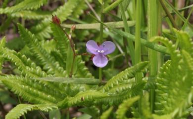 Murdannia spirata (L.) G. Brückn. 矮水竹葉