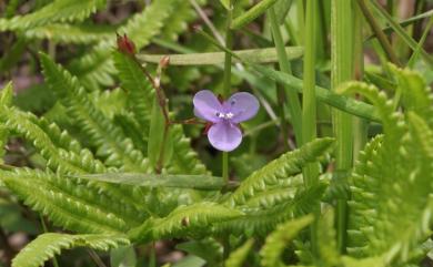 Murdannia spirata 矮水竹葉