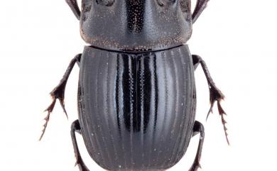 Copris fukiensis Balthasar, 1952 福建蜣螂