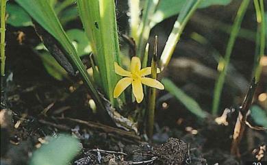 Hypoxis aurea 小金梅葉