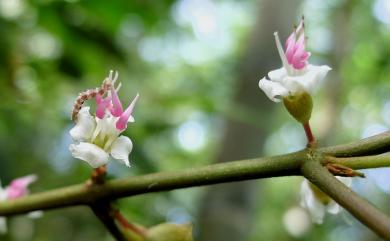 Blastus cochinchinensis Lour. 柏拉木