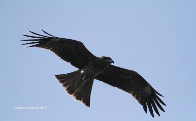 Milvus migrans formosanus Kuroda Sr, 1920 黑鳶(台灣亞種)