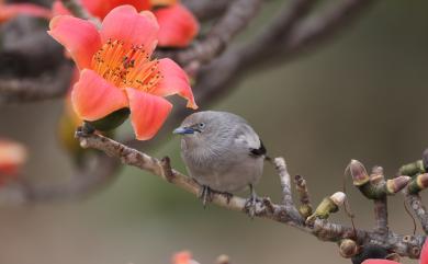 Sturnia sinensis (J. F. Gmelin, 1788) 灰背椋鳥