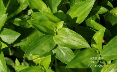 Tradescantia fluminensis Vell. 巴西水竹葉