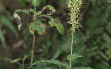 Habenaria pantlingiana Kraenzl. 叉瓣玉鳳蘭