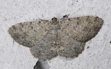 Gnophos delitescens Bastelberger, 1909 灰隱絨尺蛾