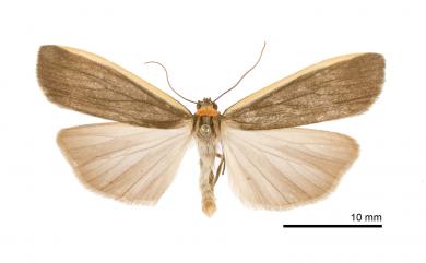 Ghoria subpurpurea (Matsumura, 1927)