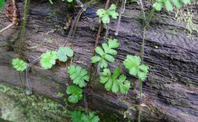 Ellisiophyllum pinnatum 海螺菊