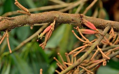 Taxillus lonicerifolius var. lonicerifolius 忍冬葉桑寄生