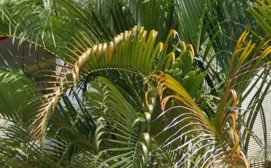 Chrysalidocarpus lutescens 黃椰子