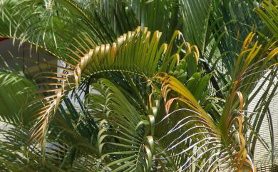 Dypsis lutescens (H.Wendl.) Beentje & J.Dransf. 黃椰子