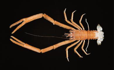 Munida prominula Baba, 1988 顯著刺鎧蝦