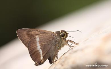 Hasora taminatus vairacana Fruhstorfer, 1911 圓翅絨弄蝶