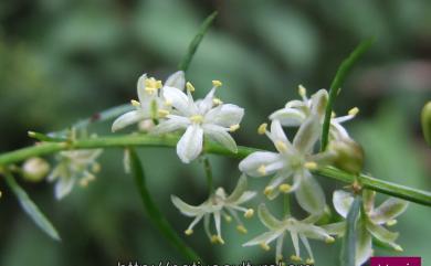 Asparagus cochinchinensis (Lour.) Merr. 天門冬