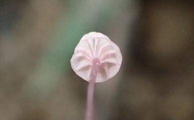 Mycena (Pers.) Roussel 小菇屬