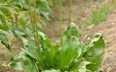 Plantago macronipponica Yamam. 巨葉車前草