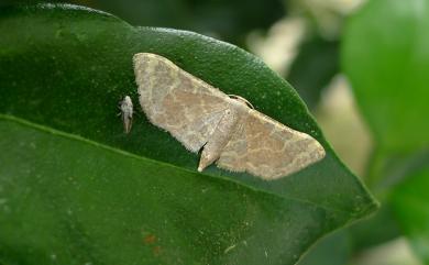 Lophophleps purpurea Hampson, 1891